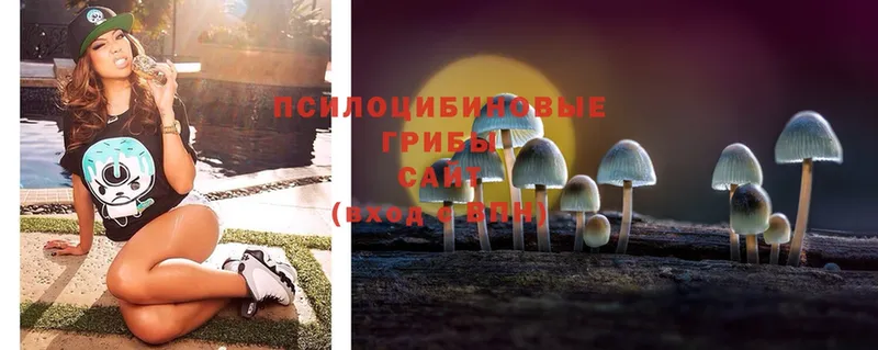 Галлюциногенные грибы MAGIC MUSHROOMS  наркота  Торжок 